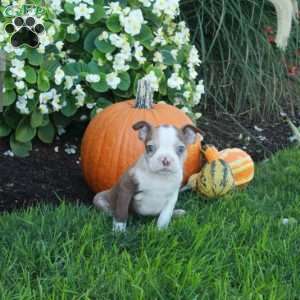 Kayla, Boston Terrier Puppy