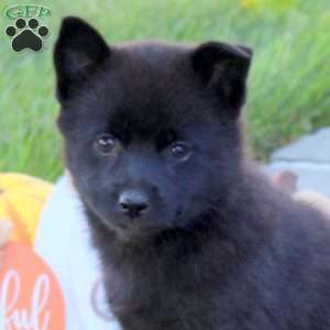 Kayla, Pomsky Puppy