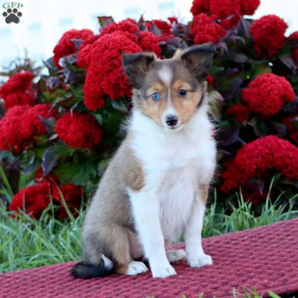 Kayla, Sheltie Puppy