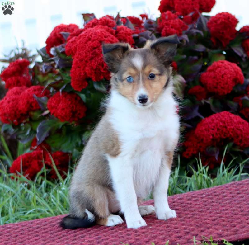 Kayla (Shetland Sheepdog, Female) in Honey Brook, PA