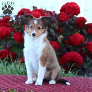 Kayla, Sheltie Puppy