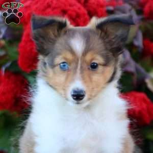 Kayla, Sheltie Puppy