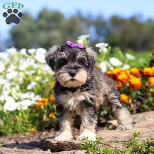 Kelly, Miniature Schnauzer Puppy