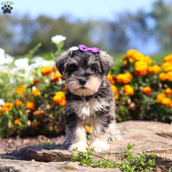 Kelly, Miniature Schnauzer Puppy