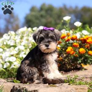 Kelly, Miniature Schnauzer Puppy