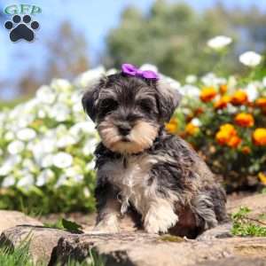 Kelly, Miniature Schnauzer Puppy