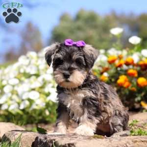 Kelly, Miniature Schnauzer Puppy