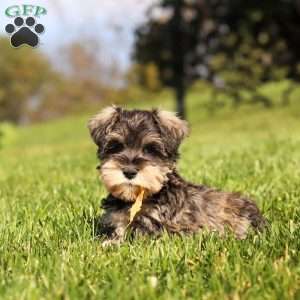 Kelly, Miniature Schnauzer Puppy