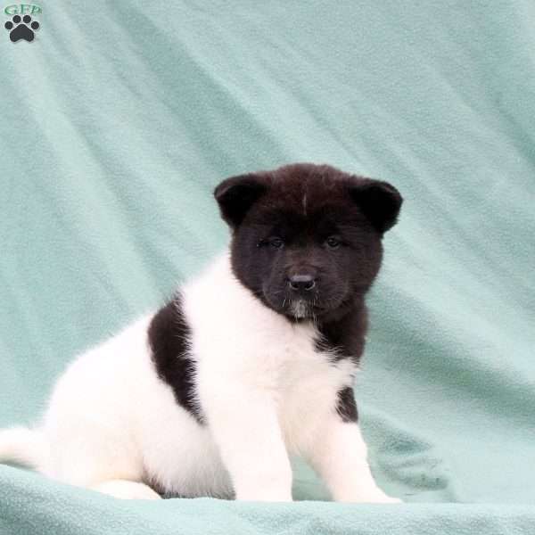 Kelly, Akita Puppy