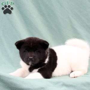 Kelly, Akita Puppy
