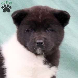 Kelly, Akita Puppy