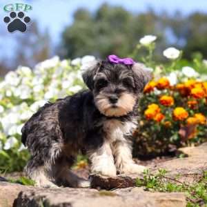 Kelly, Miniature Schnauzer Puppy