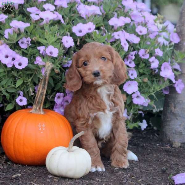 Kendall, Cockapoo Puppy