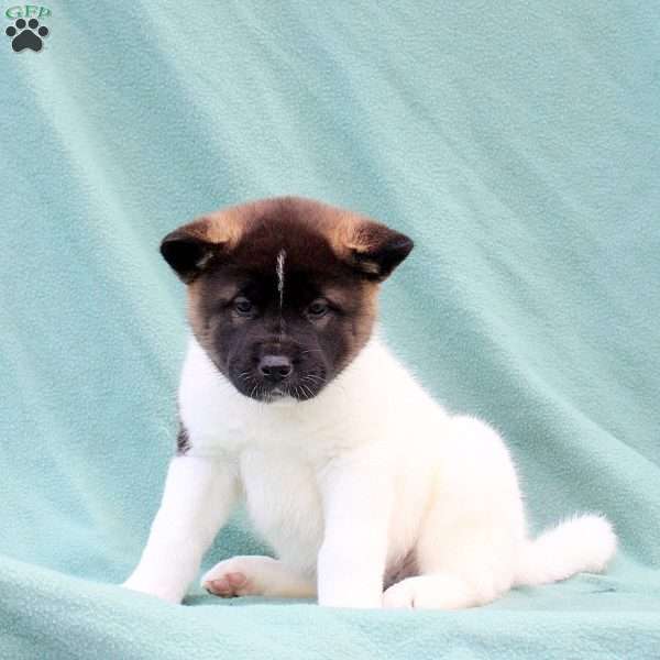 Kendall, Akita Puppy