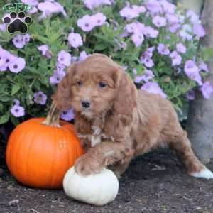 Kendall, Cockapoo Puppy