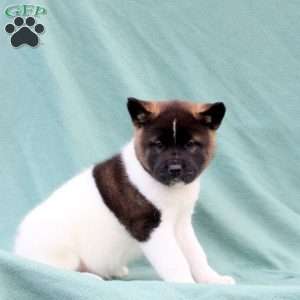 Kendall, Akita Puppy