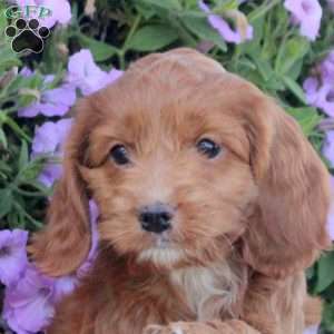 Kendall, Cockapoo Puppy