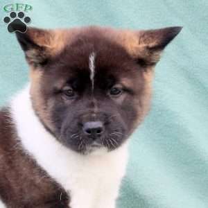 Kendall, Akita Puppy