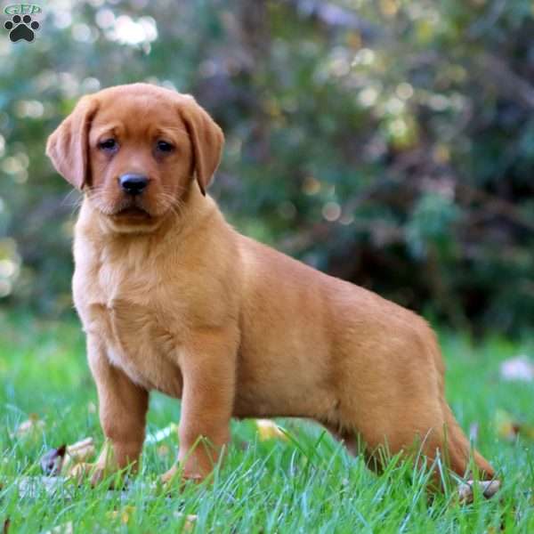 Kendi, Fox Red Labrador Retriever Puppy