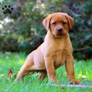 Kendi, Fox Red Labrador Retriever Puppy
