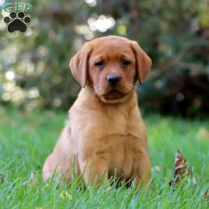 Kendi, Fox Red Labrador Retriever Puppy