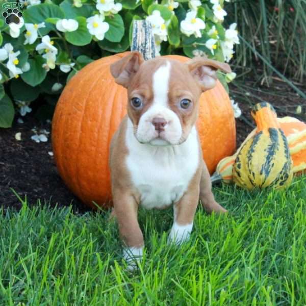 Kenny, Boston Terrier Puppy