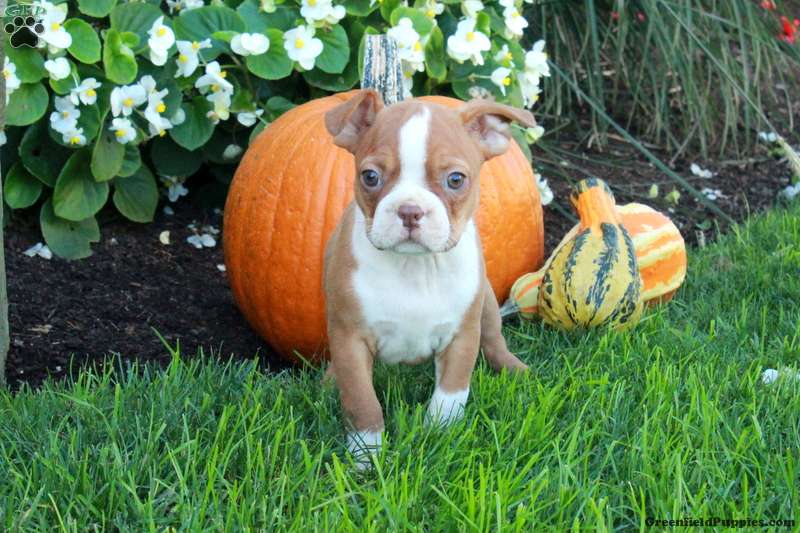 Kenny (Boston Terrier, Male) in Quarryville, PA
