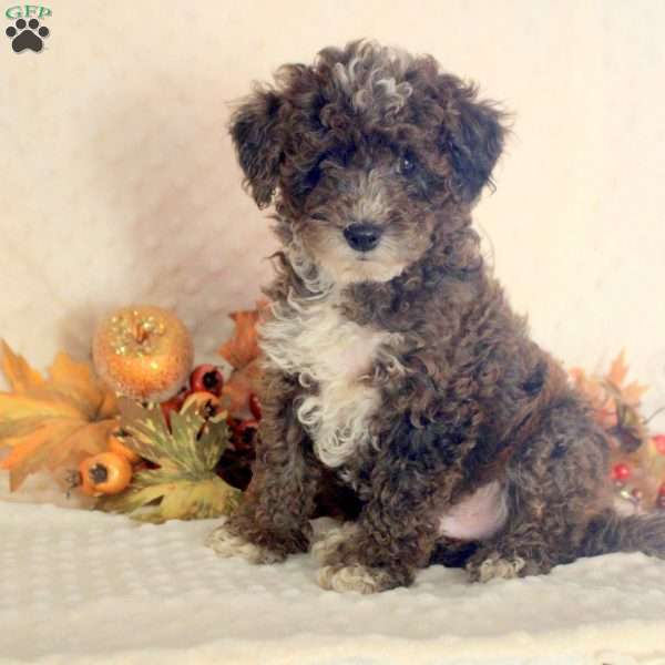 Kenny, Toy Poodle Puppy