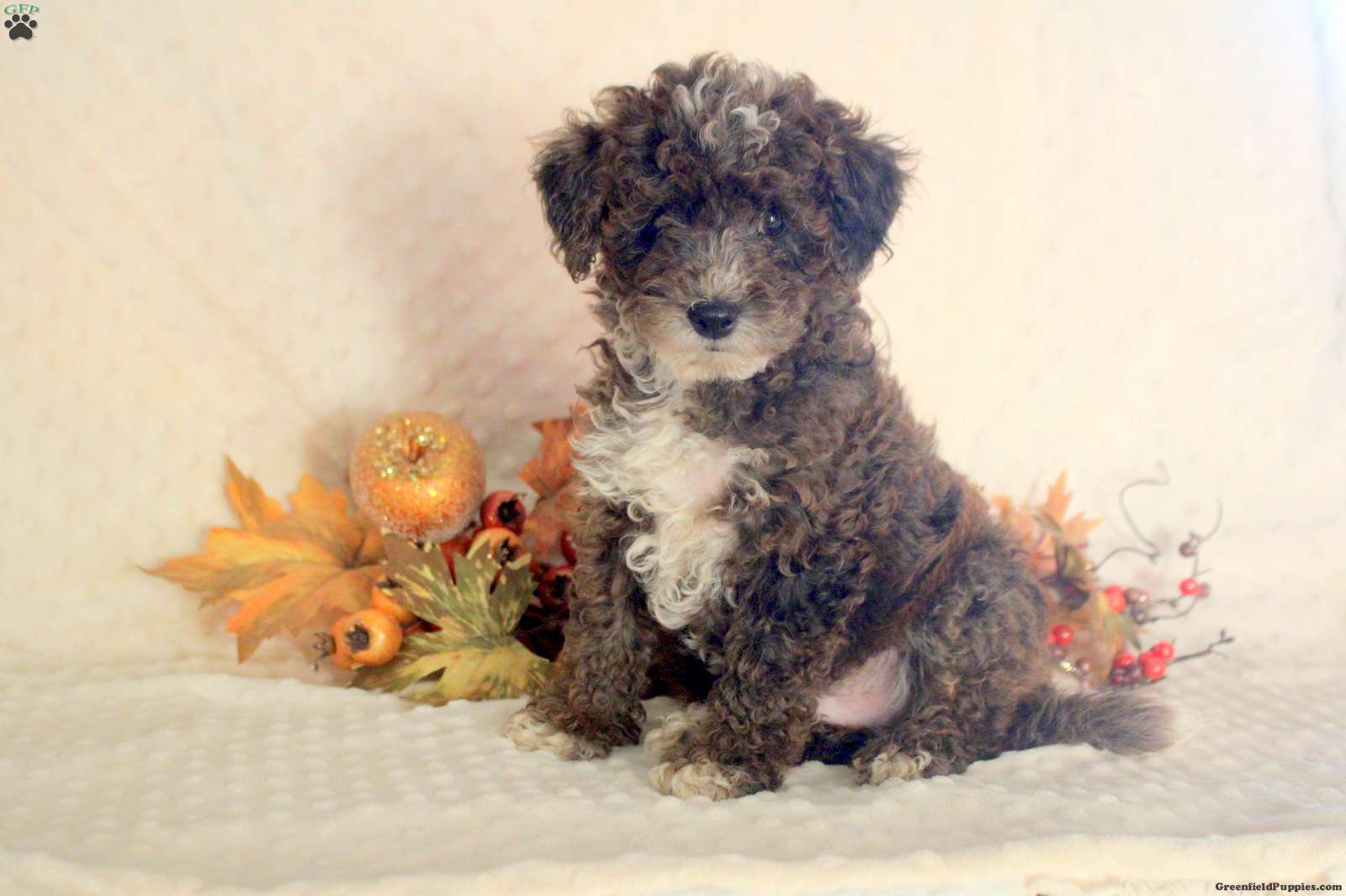 Kenny (Toy Poodle, Male) in New Holland, PA