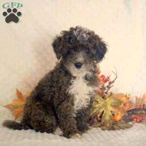 Kenny, Toy Poodle Puppy