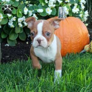 Kenny, Boston Terrier Puppy