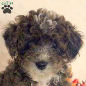 Kenny, Toy Poodle Puppy
