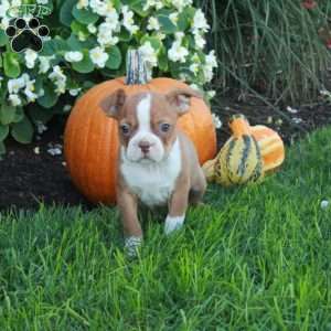 Kenny, Boston Terrier Puppy