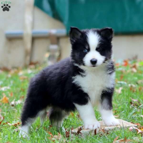 Kenton, Pomsky Puppy