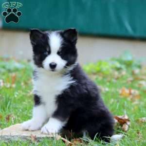 Kenton, Pomsky Puppy