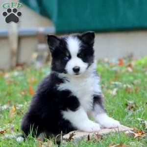 Kenton, Pomsky Puppy