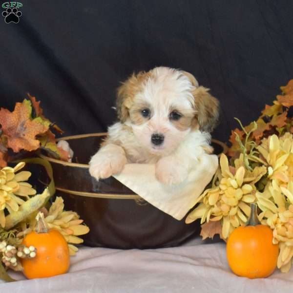 Kermit, Teddy Bear Puppy