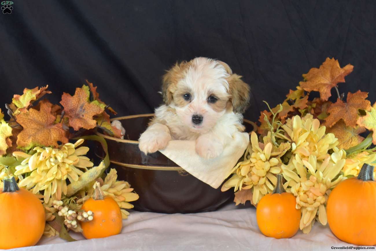 Kermit (Teddy Bear, Male) in Manheim, PA