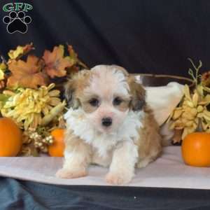 Kermit, Teddy Bear Puppy