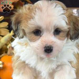 Kermit, Teddy Bear Puppy