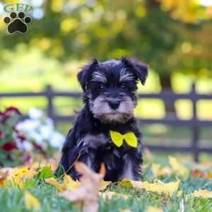 Kevin, Miniature Schnauzer Puppy