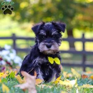 Kevin, Miniature Schnauzer Puppy