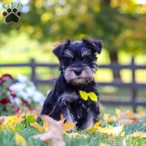 Kevin, Miniature Schnauzer Puppy