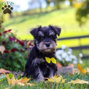 Kevin, Miniature Schnauzer Puppy