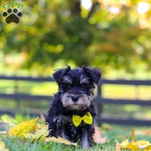 Kevin, Miniature Schnauzer Puppy