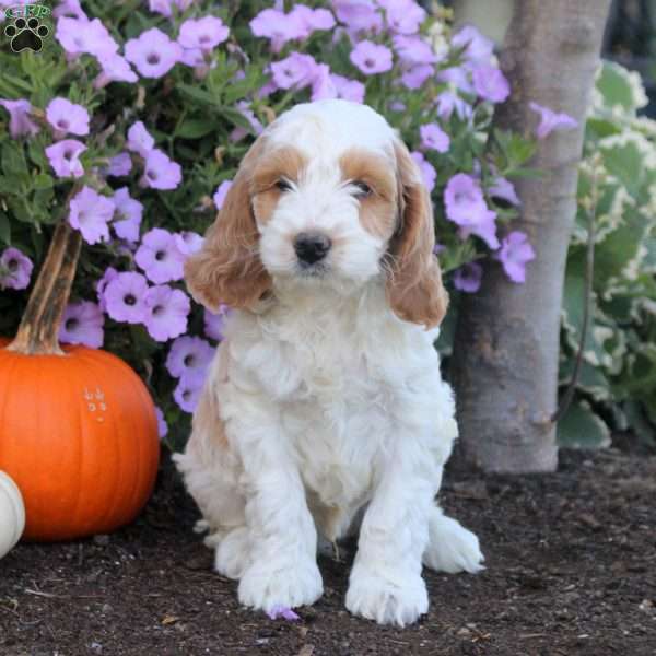 Kevin, Cockapoo Puppy