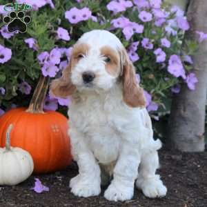 Kevin, Cockapoo Puppy
