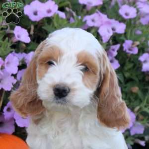 Kevin, Cockapoo Puppy