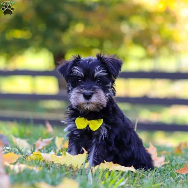 Kevin, Miniature Schnauzer Puppy