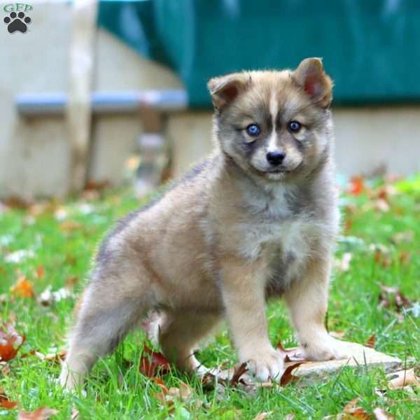 Khloe, Pomsky Puppy
